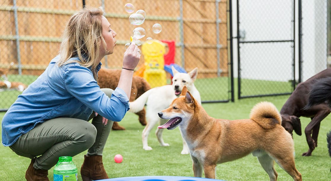 5 divertenti giochi indoor per giocare con il tuo cane