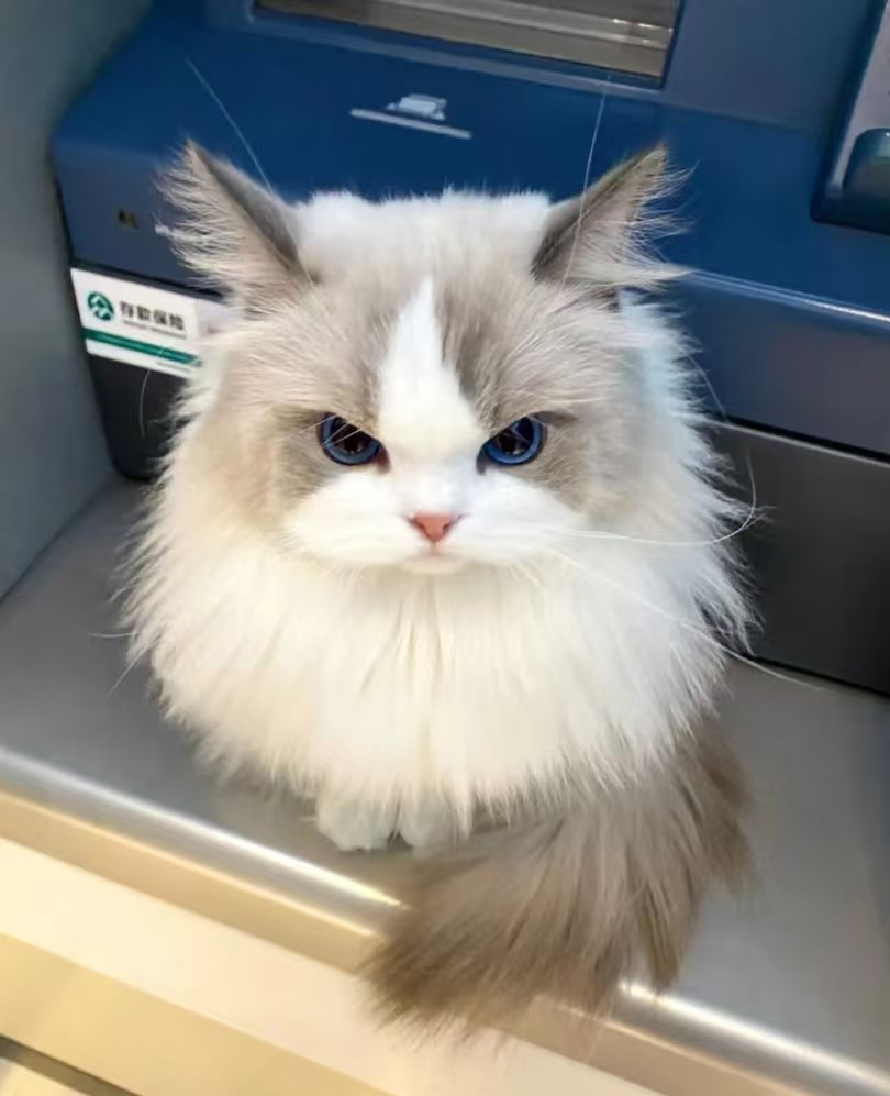 Perché i gatti hanno una propensione per i luoghi alti?