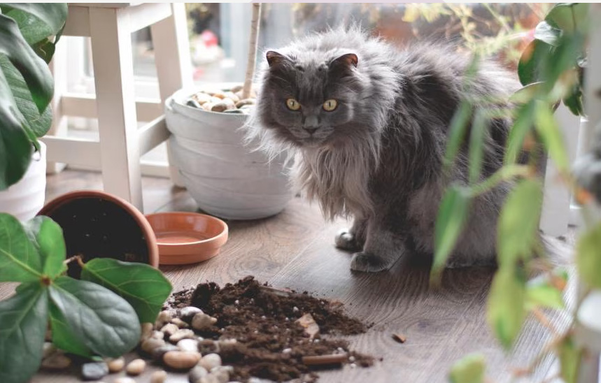 Perché i gatti eliminano le cose dai tavoli (e cosa stanno veramente pensando)