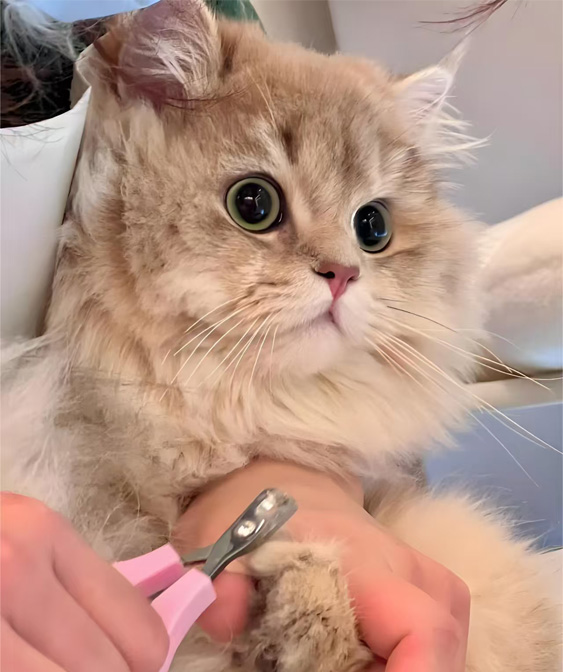 Prodotti di toelettatura per gatti: mantenere il tuo gattino pulito e confortevole