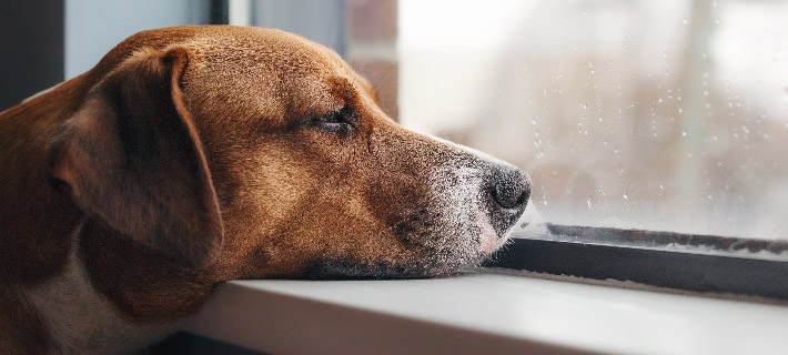Il mio animale domestico è solo? Segni e cosa puoi fare
