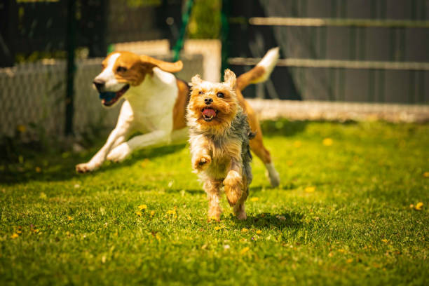 Suggerimenti intelligenti per passeggiate di cane di successo: addestra il tuo cucciolo come un professionista