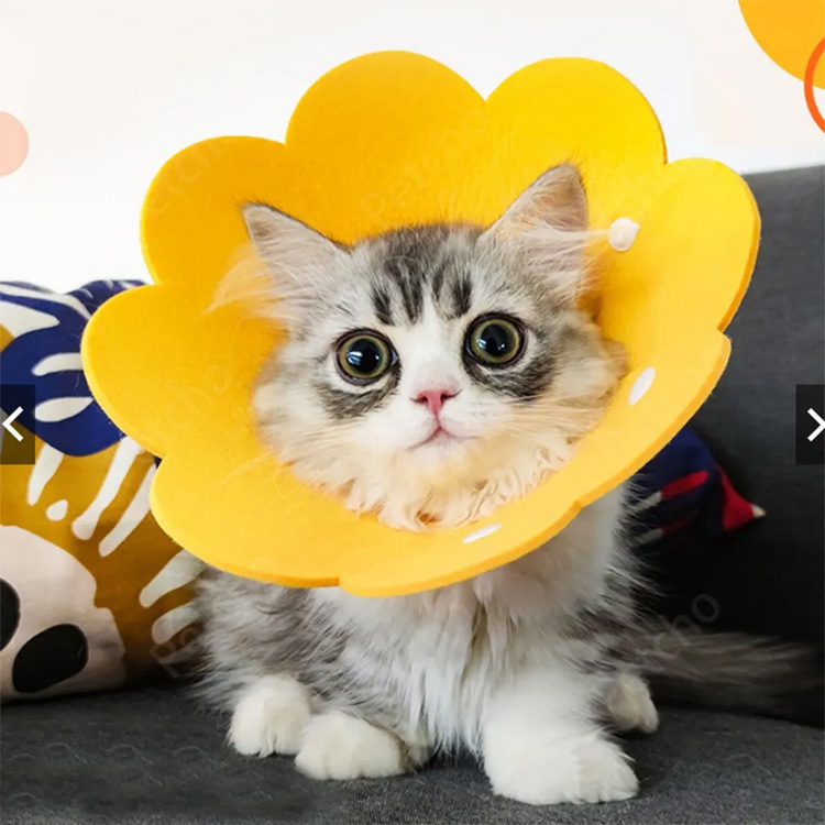 Cono per animali